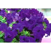 Petunia ogrodowa Nokturn - granatowa