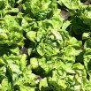 Sałata Ismina - wczesna, jasnozielona, bardzo smaczna