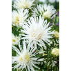 Aster karłowy Jaś - biały