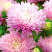 Aster peoniowy Jadwiga - wysoki, jasnoróżowy