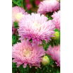 Aster peoniowy Jadwiga - wysoki, jasnoróżowy