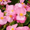 Begonia Papillon Rose - stale kwitnąca, jasnoróżowa, odmiana zielonolistna