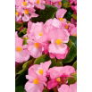 Begonia Papillon Rose - stale kwitnąca, jasnoróżowa, odmiana zielonolistna