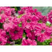 Petunia ogrodowa Zorza Wieczorna - ciemnoróżowa