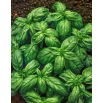 Bazylia pospolita typ Genovese - 50 g