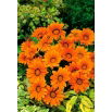 Gazania Orange With Ring