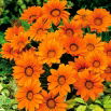 Gazania Orange With Ring