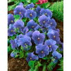 Bratek wielkokwiatowy - niebieski Celestial Blue