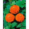 Cynia wytworna daliowa Orange King