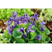 Fiołek Wonny ( Viola Odorata )