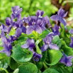 Fiołek Wonny ( Viola Odorata )