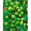 Kardiospermum