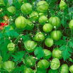 Kardiospermum