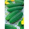 Ogórek Szeryf F1 - gruntowy do kwaszenia, wyjątkowo wczesny i plenny
