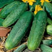 Ogórek Tarot F1 - gruntowy, wysoki plon wczesny