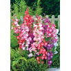 Penstemon