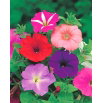 Petunia ogrodowa - Kaskada - mieszanka kolorów - Superkaskadia