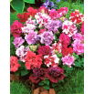 Petunia ogrodowa Polka F2 - o kwiatach pełnych