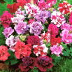 Petunia ogrodowa Polka F2 - o kwiatach pełnych