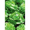 Sałata Zina - głowiasta, masłowa, zimująca bez osłon