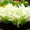Funkia - Hosta White Feather