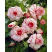 Begonia - Picotee White - biało-różowa - 2 szt.