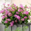 Pelargonia bluszczolistna Fuchsia F1 - fioletowa