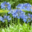 Agapant niebieski - Agapanthus Blue