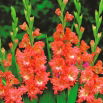 Mieczyk Frizzled Coral Lace - 5 szt.