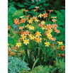 Homeria Mixed - 10 szt.