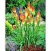 Kniphofia uvaria - sadzonka