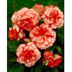 Begonia - Marmorata - czerwono-biała - 2 szt.