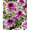Dalia - Creme de Cassis