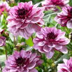 Dalia - Creme de Cassis