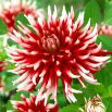 Dalia - Friquolet