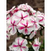 Floks (Phlox) - Płomyk wiechowaty - Twister - 1 szt.