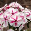 Floks (Phlox) - Płomyk wiechowaty - Twister - 1 szt.