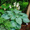 Funkia - Hosta Big Daddy