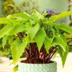 Funkia - Hosta Gooseberry Sundea
