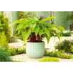 Funkia - Hosta Gooseberry Sundea