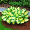 Funkia niska - Hosta Popcorn
