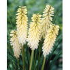 Kniphofia biała - 1 szt.