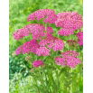 Krwawnik pospolity - Lilac Beauty - fioletowy