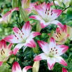 Lilia - Pink & White