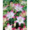 Lilia - Pink & White