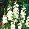 Malwa biała - White - 1 szt.