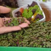 Microgreens - Pachnotka zwyczajna fioletowa - młode listki o unikalnym smaku
