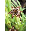 Pajęcza lilia, Ferraria crispa