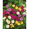 Dziwaczek - Mirabilis Jalapa - mix kolorów - sadzonka