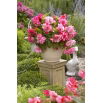 Begonia - Pink Balcony - kwiaty w odcieniach różu - 2 szt.